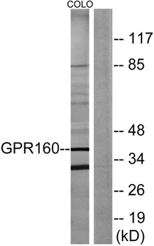 GPR160 rabbit pAb