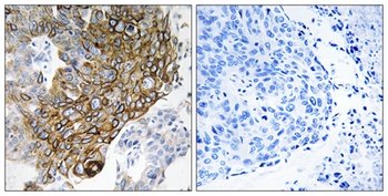 Connexin 46 rabbit pAb