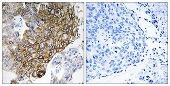 Connexin 46 antibody