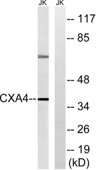 Connexin 37 antibody