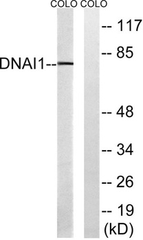 Dynein IC1 rabbit pAb