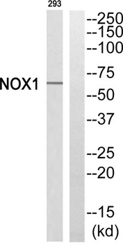 Mox1 antibody