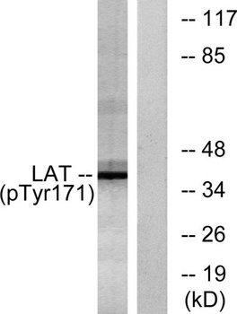 LAT (phospho Tyr200) rabbit pAb