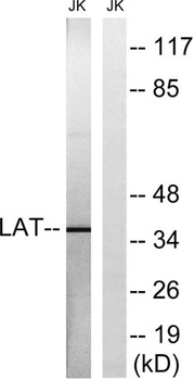 LAT rabbit pAb