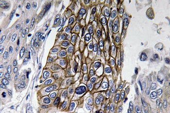 Connexin-32 rabbit pAb