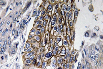 Connexin-32 antibody