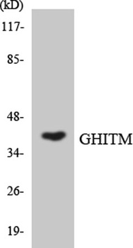 GHITM rabbit pAb