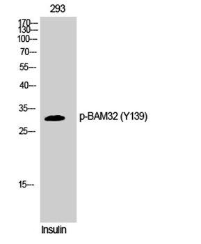 BAM32 (phospho-Tyr139) antibody