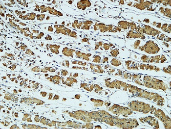 CD57 rabbit pAb