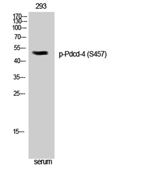 Pdcd-4 (phospho-Ser457) antibody
