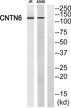 Contactin 6 antibody