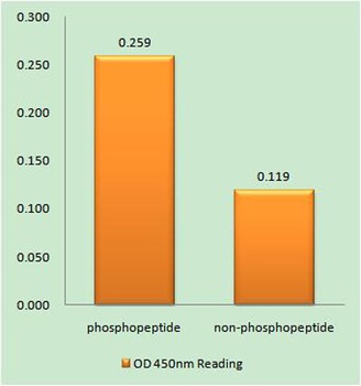 SPAK (phospho Ser323) rabbit pAb