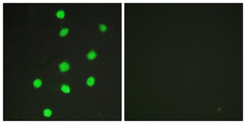 GLI-3 antibody