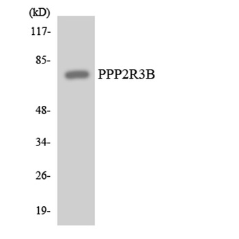 PR48 rabbit pAb Antibody