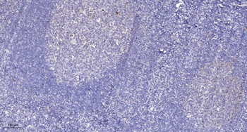 PR48 rabbit pAb Antibody