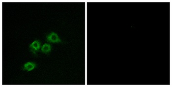 GPR1 rabbit pAb Antibody