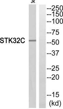 STK32C rabbit pAb