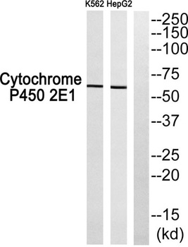 Cadherin-20 antibody