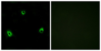 Olfactory receptor 10A4 rabbit pAb