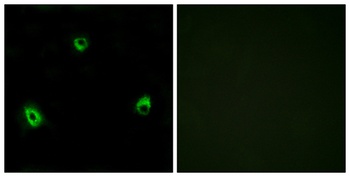 Olfactory receptor 10A4 antibody