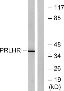 GPR10 rabbit pAb
