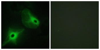 Ksr2 antibody