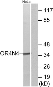 Olfactory receptor 4N4 rabbit pAb