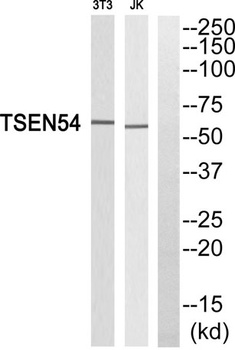 TSEN54 antibody