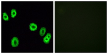 GPR18 antibody