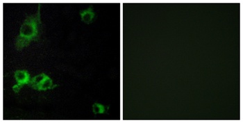 Laminin α-1 rabbit pAb