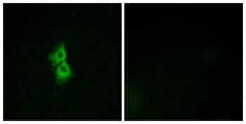 GPR22 antibody