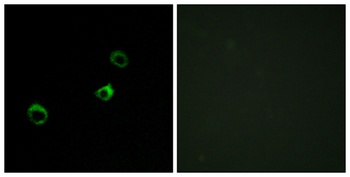 CYB561D1 antibody