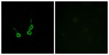 GPR150 rabbit pAb Antibody