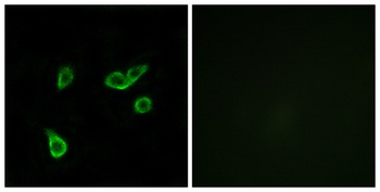 GPR35 antibody