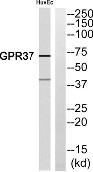 GPR37 antibody