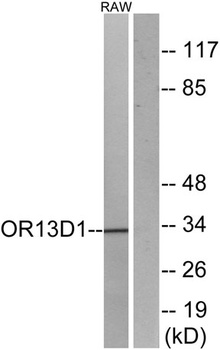 Olfactory receptor 13D1 antibody
