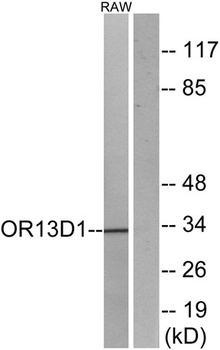 Olfactory receptor 13D1 rabbit pAb