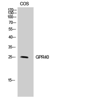 GPR40 antibody