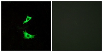 GPR41 antibody