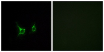 GPR43 antibody