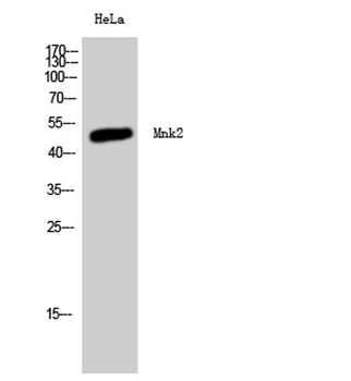 Mnk2 antibody