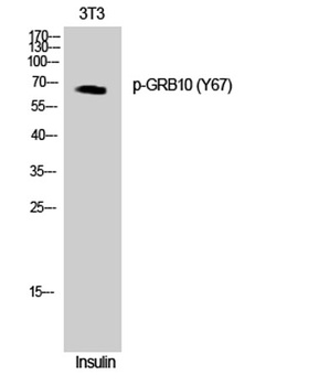 GRB10 (phospho Tyr67) rabbit pAb