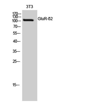 GluR-delta 2 antibody