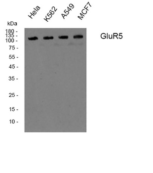 GluR-5 rabbit pAb