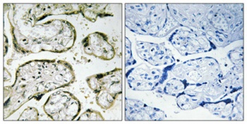 MRP-S32 antibody