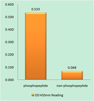 NMDAε2 (phospho Tyr1474) rabbit pAb Antibody