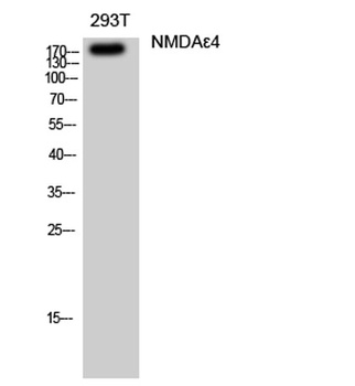NMDA Epsilon 4 antibody