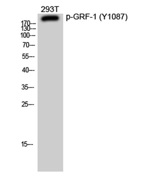 GRF-1 (phospho-Tyr1087) antibody