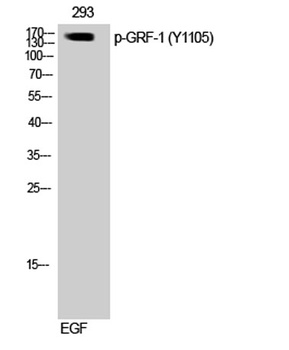 GRF-1 (phospho-Tyr1105) antibody