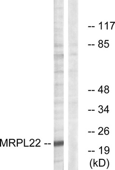 MRP-L22 rabbit pAb
